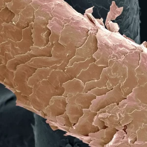 Lee más sobre el artículo Conoce la composición microscopica del cabello