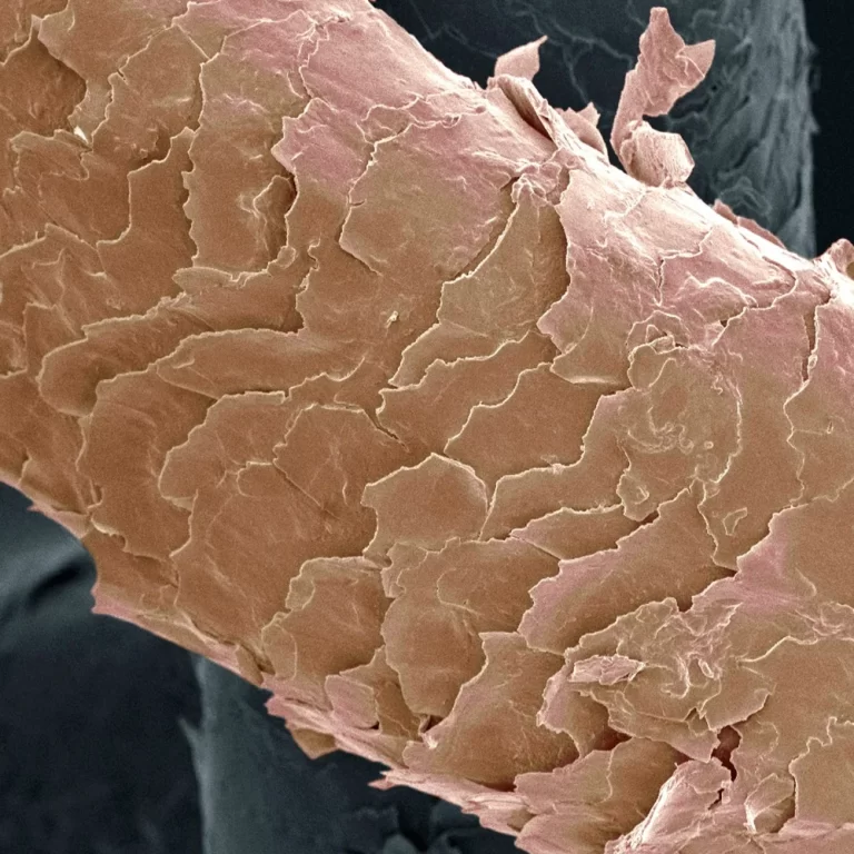 Lee más sobre el artículo Conoce la composición microscopica del cabello